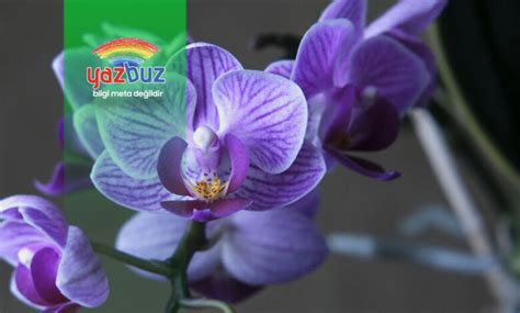 orkidenin yaprakları neden sarkar